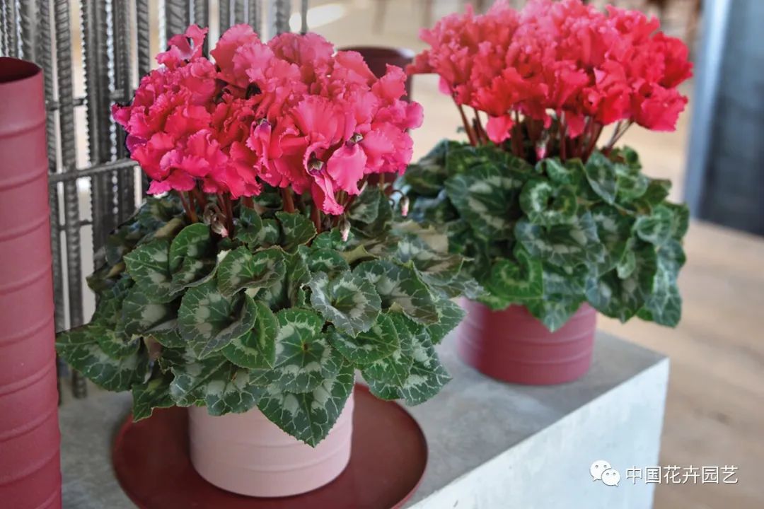 全球知名花卉企业，20家知名花企60个品种欧洲FlowerTrials新品大集合|每周国际花讯