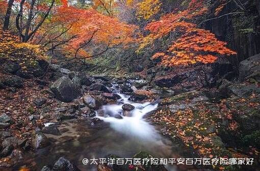 太平洋百万医疗险和平安百万医疗险哪家好？百万医疗险保费一年多少钱？