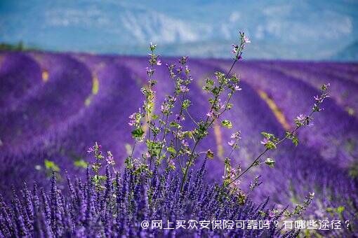 网上买众安保险可靠吗？有哪些途径？