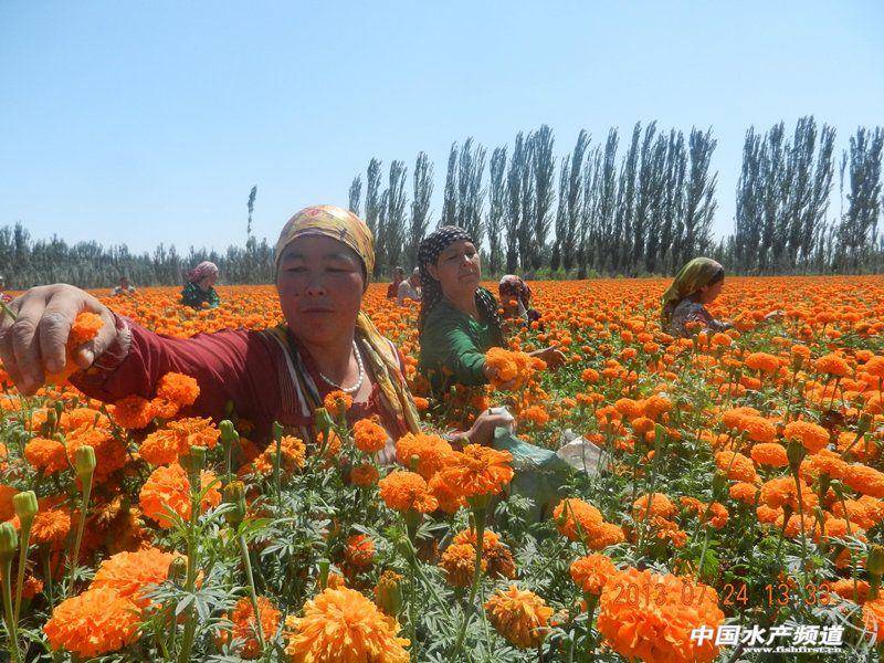 晨光生物科技集团股份有限公司在哪？