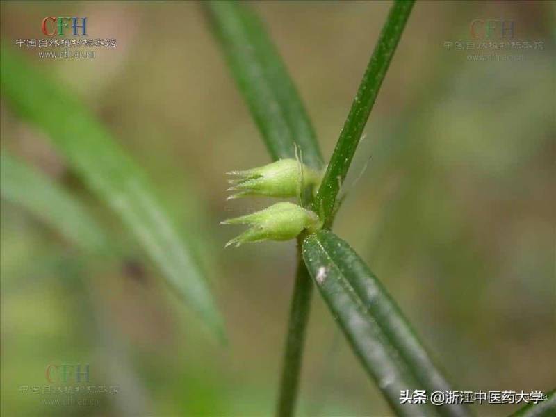 百花蛇舌草什么样子图片？