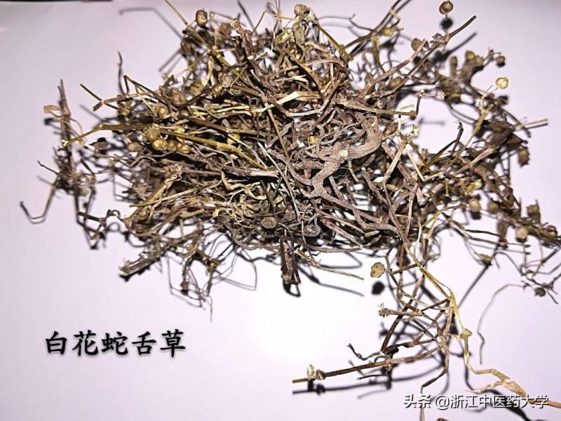 百花蛇舌草什么样子图片？