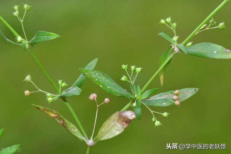 百花蛇舌草什么样子图片？