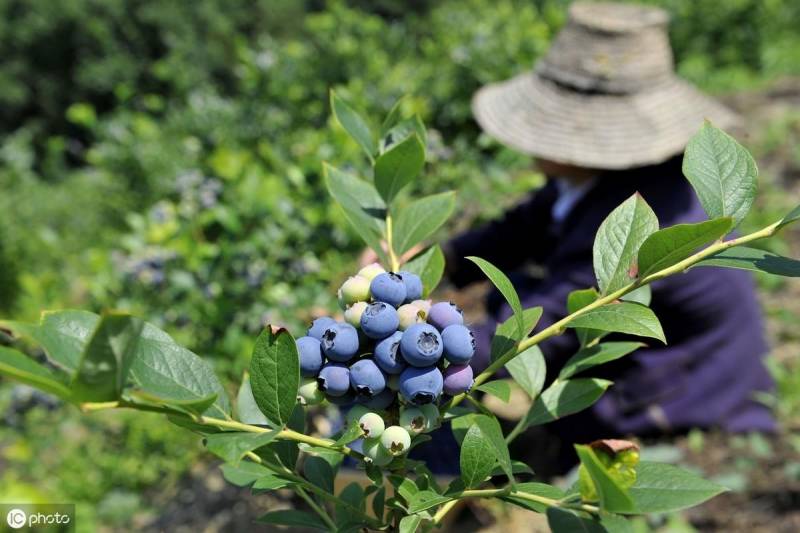 奥尼尔蓝莓适合北方种植吗？探究其耐寒性与生长条件