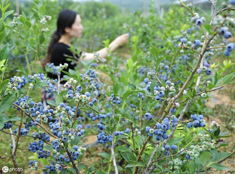 奥尼尔蓝莓适合北方种植吗？探究其耐寒性与生长条件