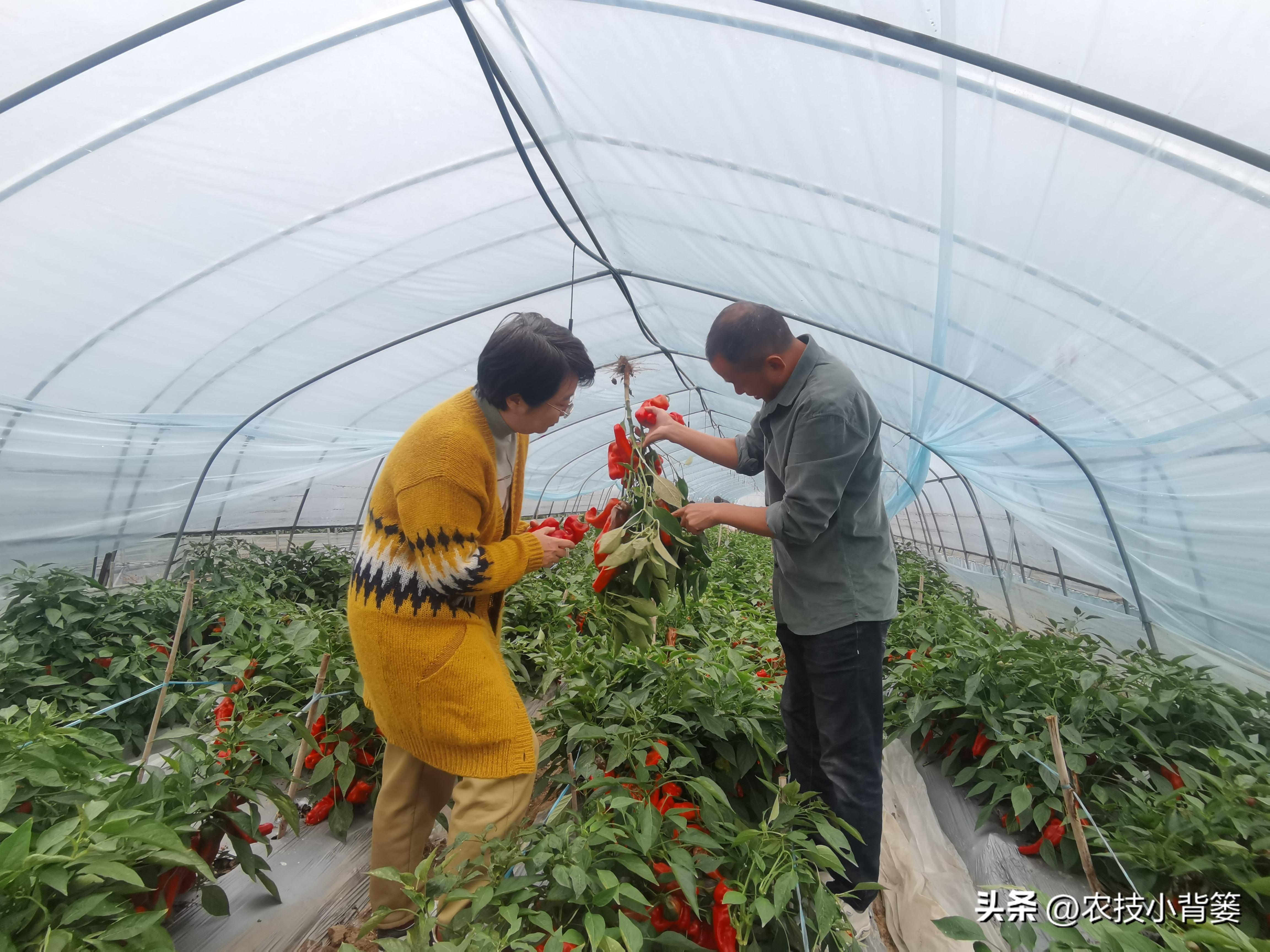 大棚蔬菜的种植与管理，大棚蔬菜冬季如何控温？