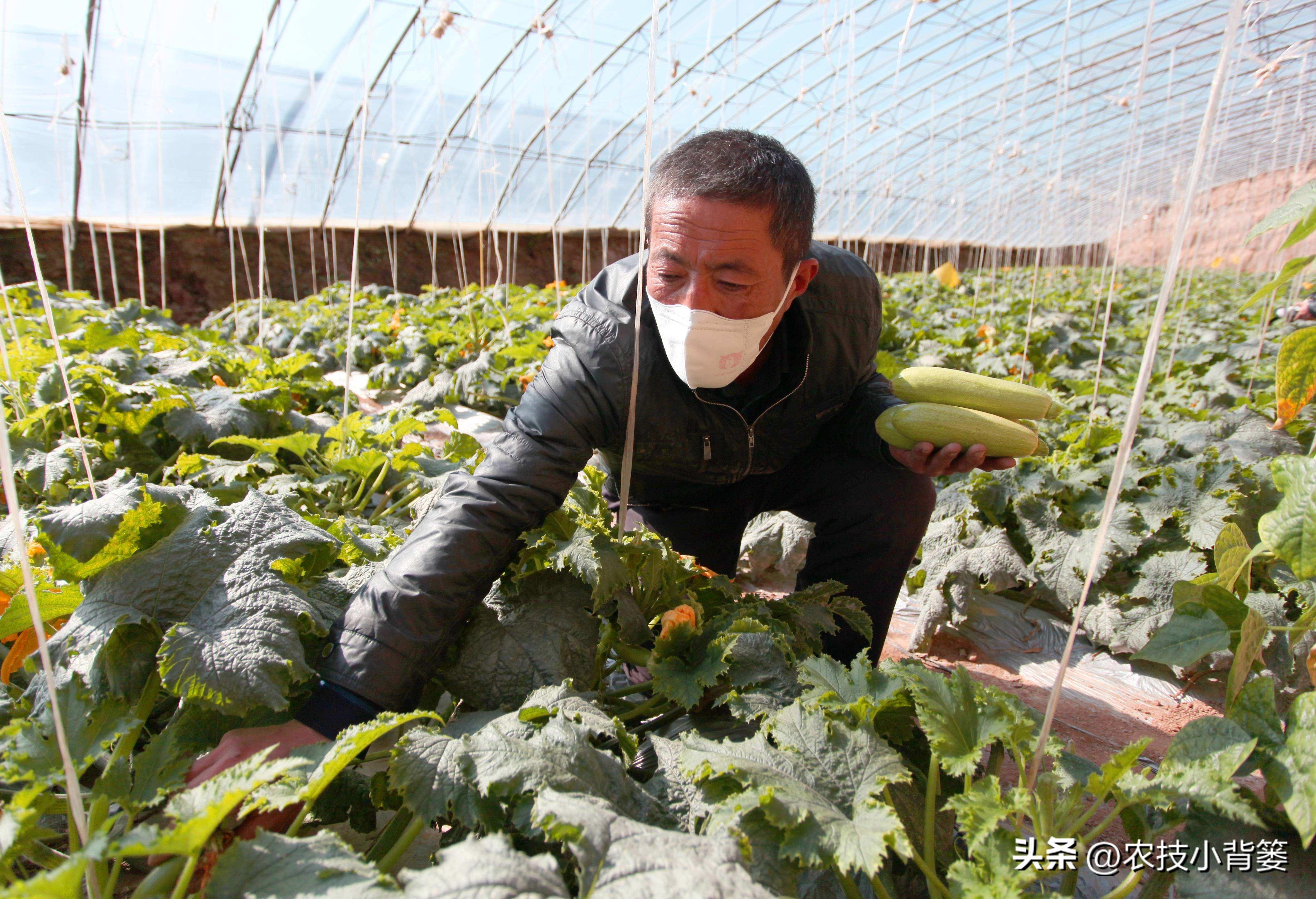 大棚蔬菜的种植与管理，大棚蔬菜冬季如何控温？