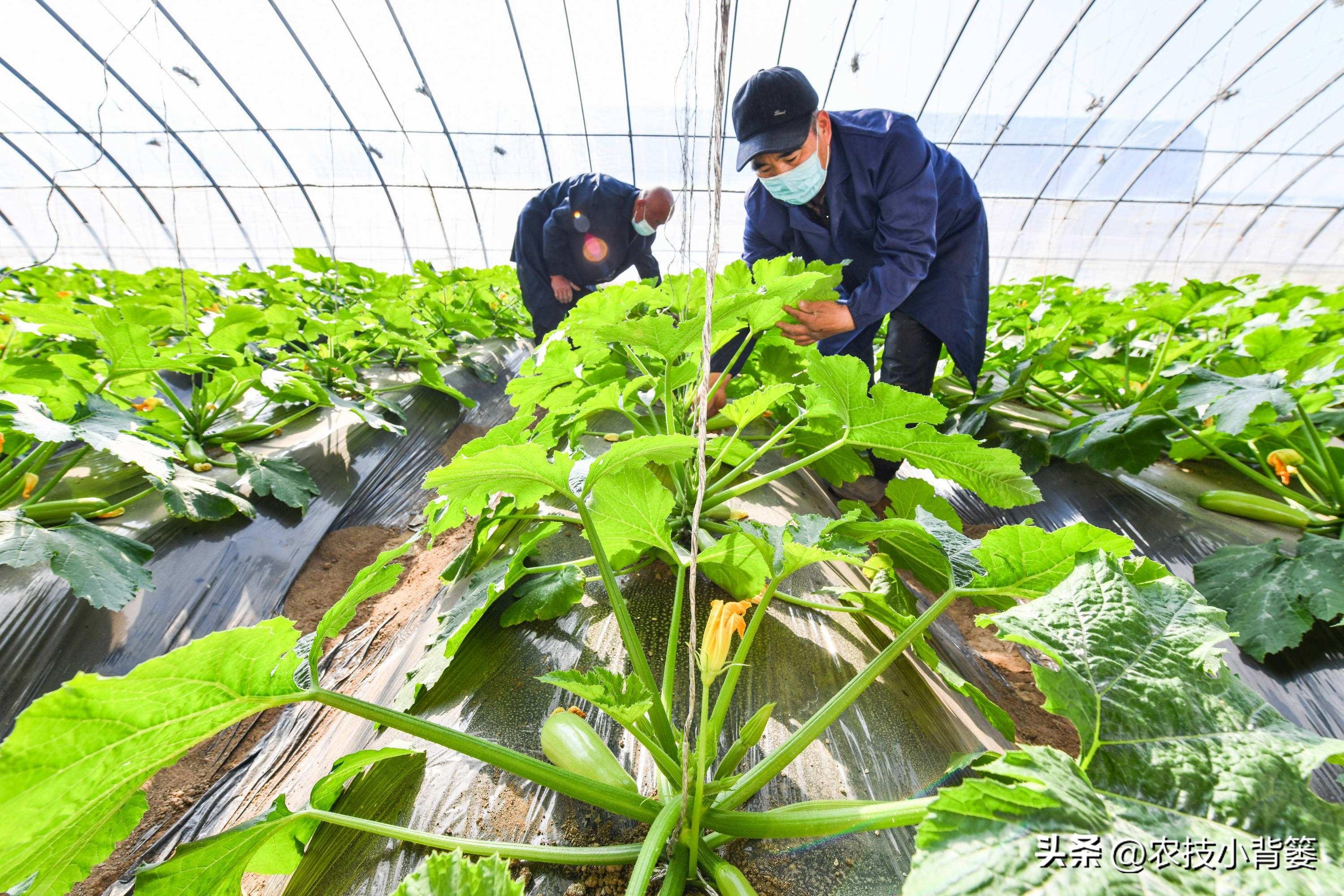 大棚蔬菜的种植与管理，大棚蔬菜冬季如何控温？