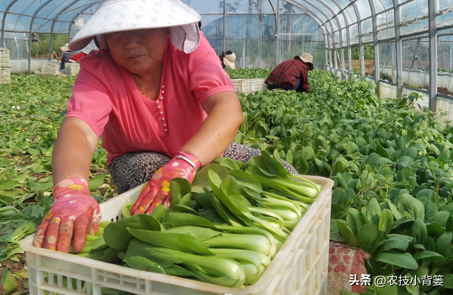 大棚蔬菜的种植与管理，大棚蔬菜冬季如何控温？