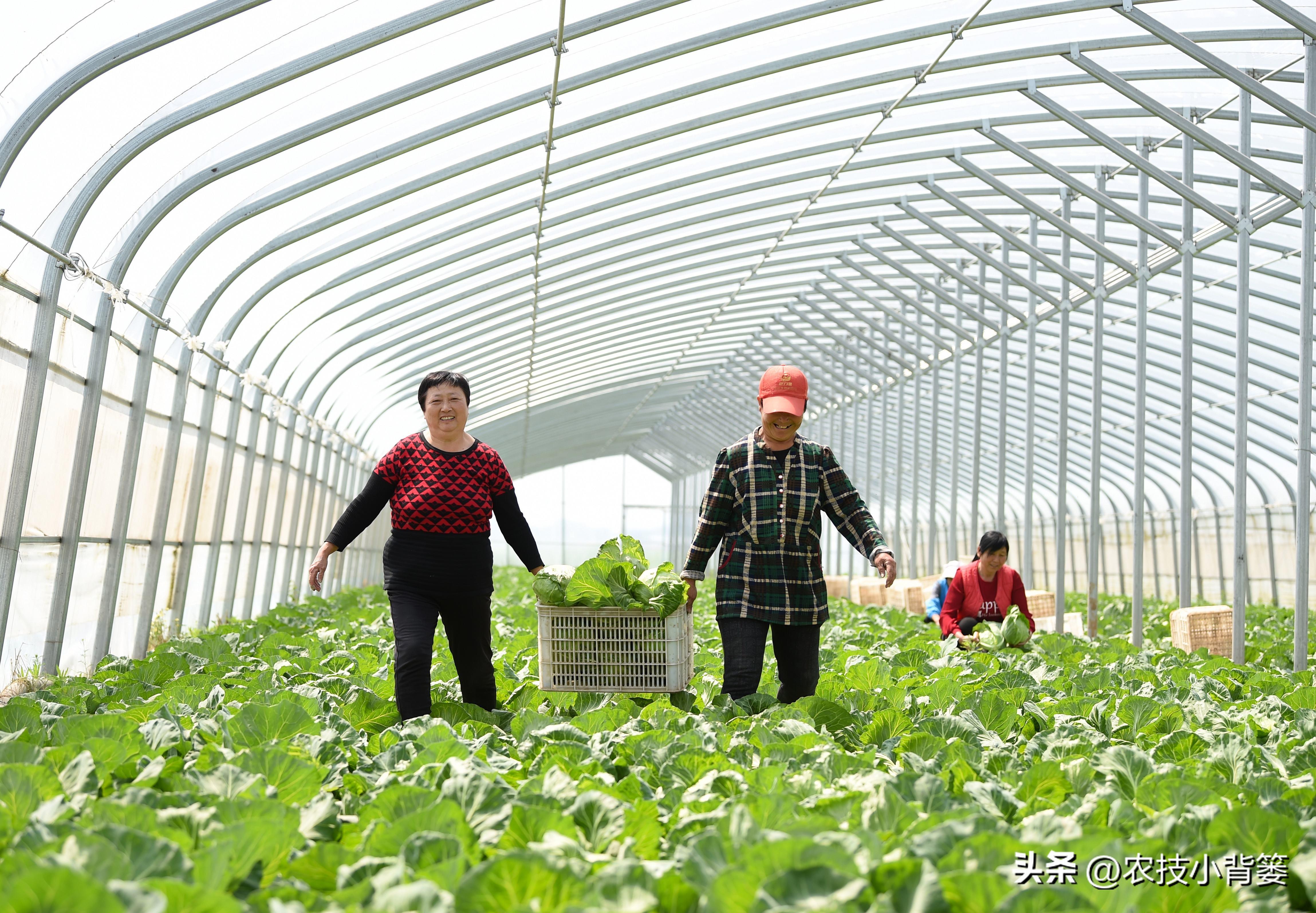 大棚蔬菜的种植与管理，大棚蔬菜冬季如何控温？