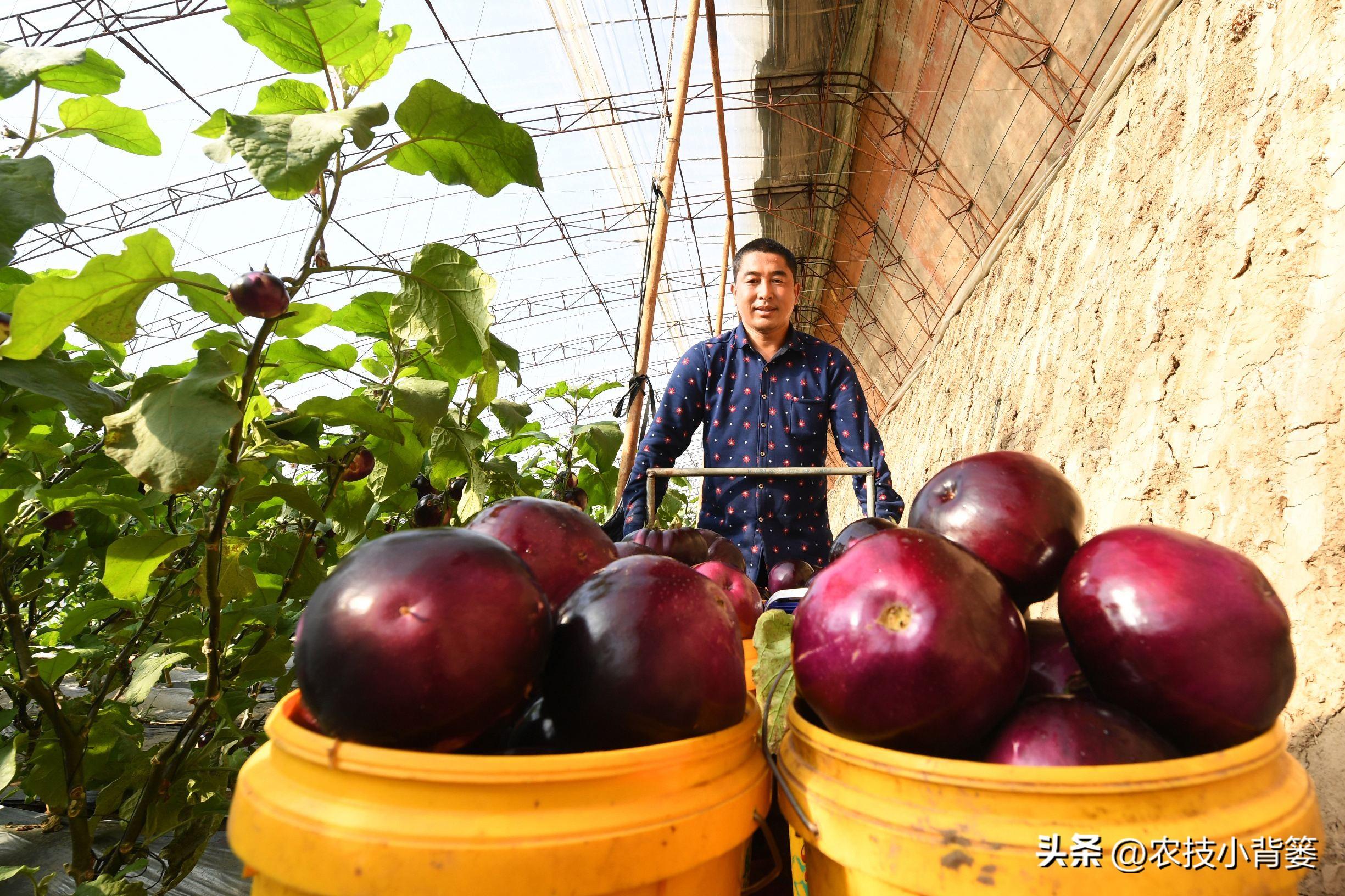 大棚蔬菜的种植与管理，大棚蔬菜冬季如何控温？