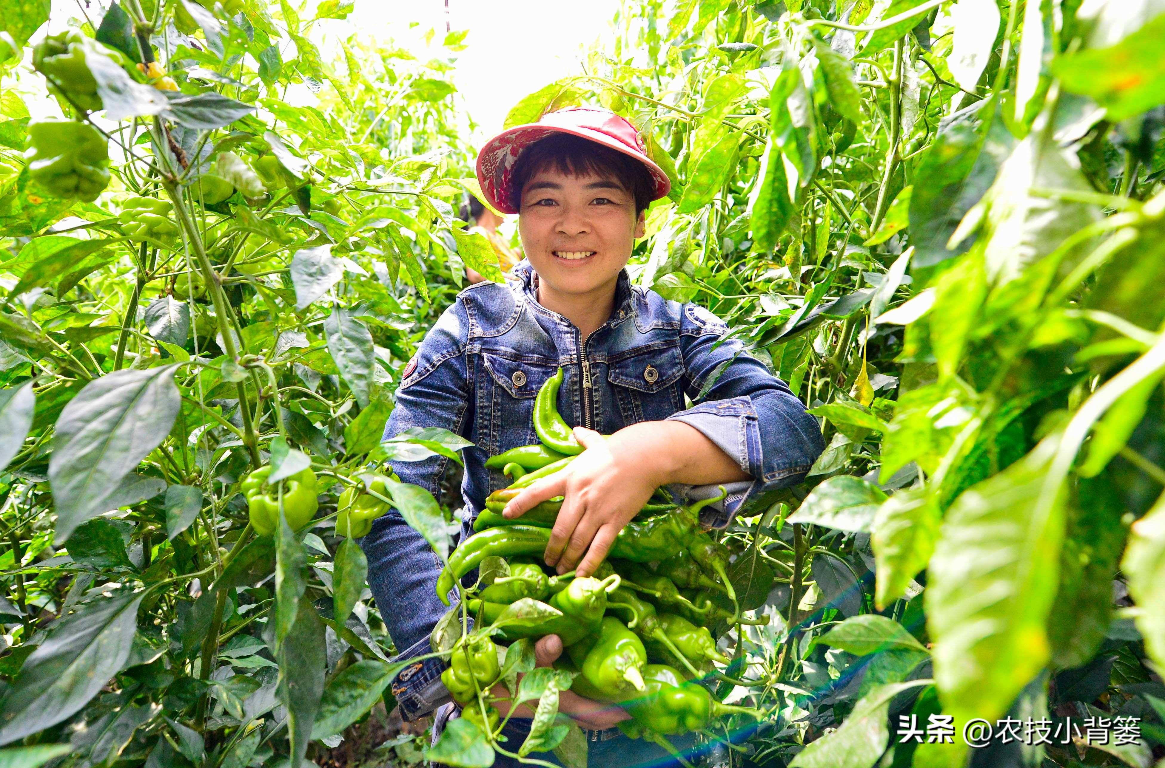 大棚蔬菜的种植与管理，大棚蔬菜冬季如何控温？