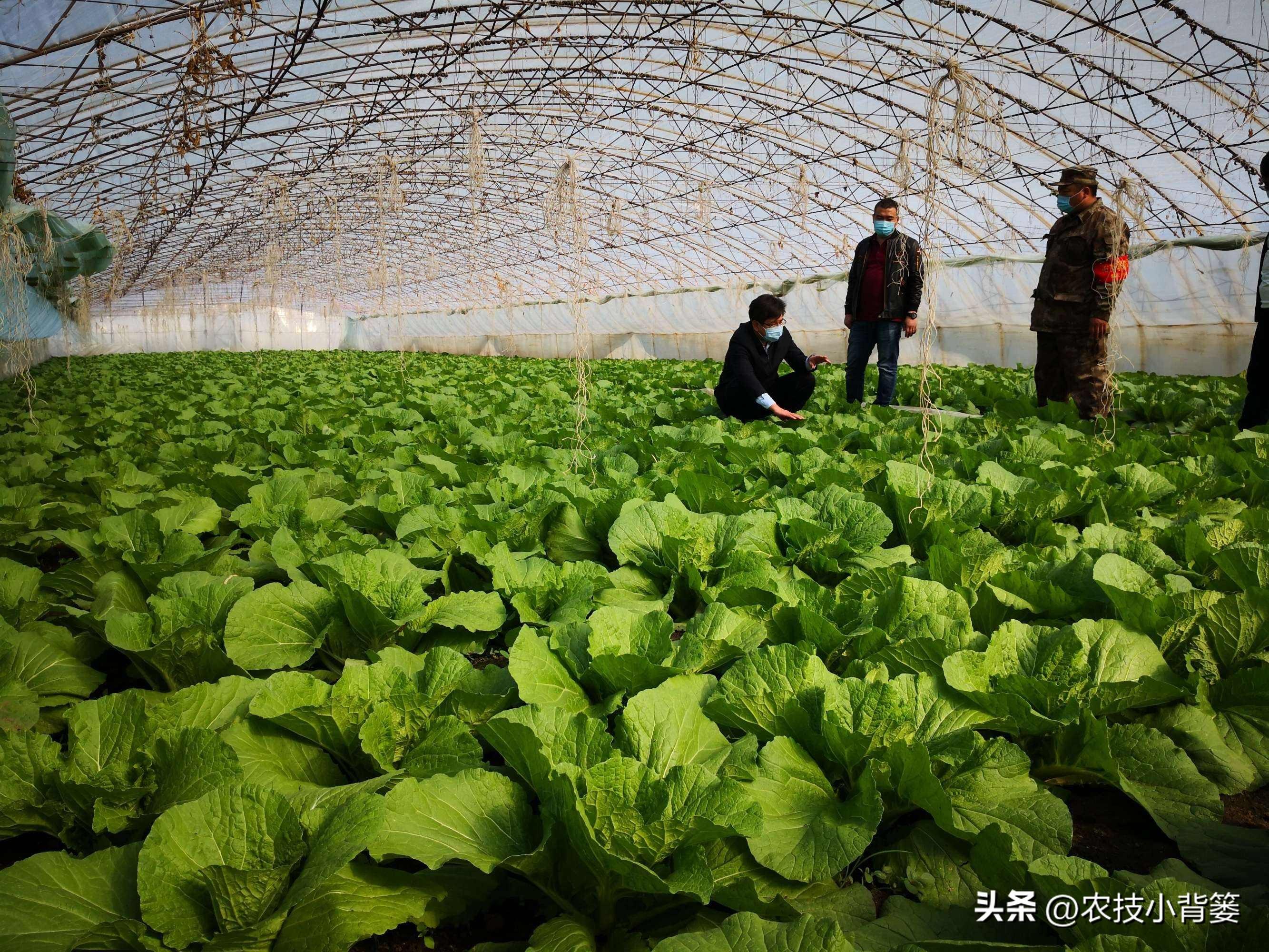 大棚蔬菜的种植与管理，大棚蔬菜冬季如何控温？