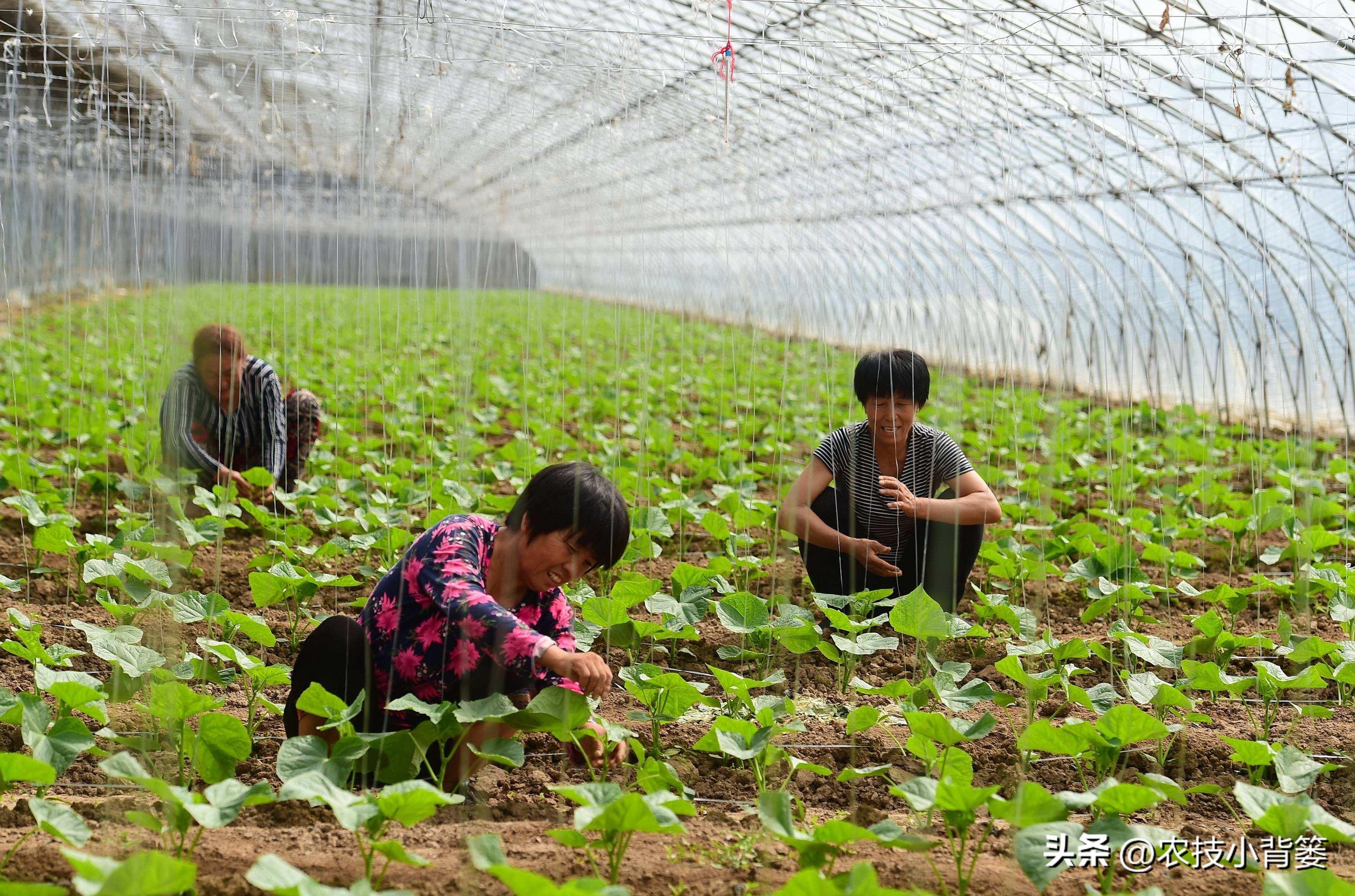 大棚蔬菜的种植与管理，大棚蔬菜冬季如何控温？