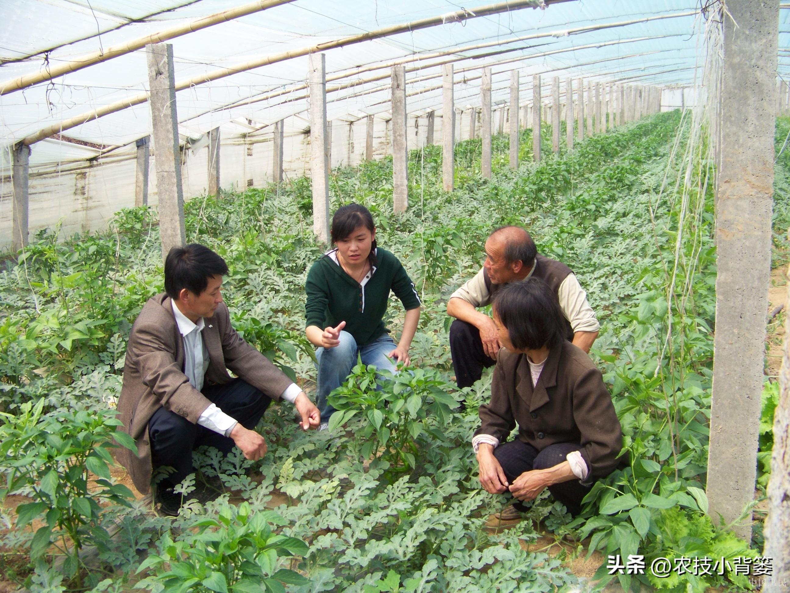 大棚蔬菜的种植与管理，大棚蔬菜冬季如何控温？