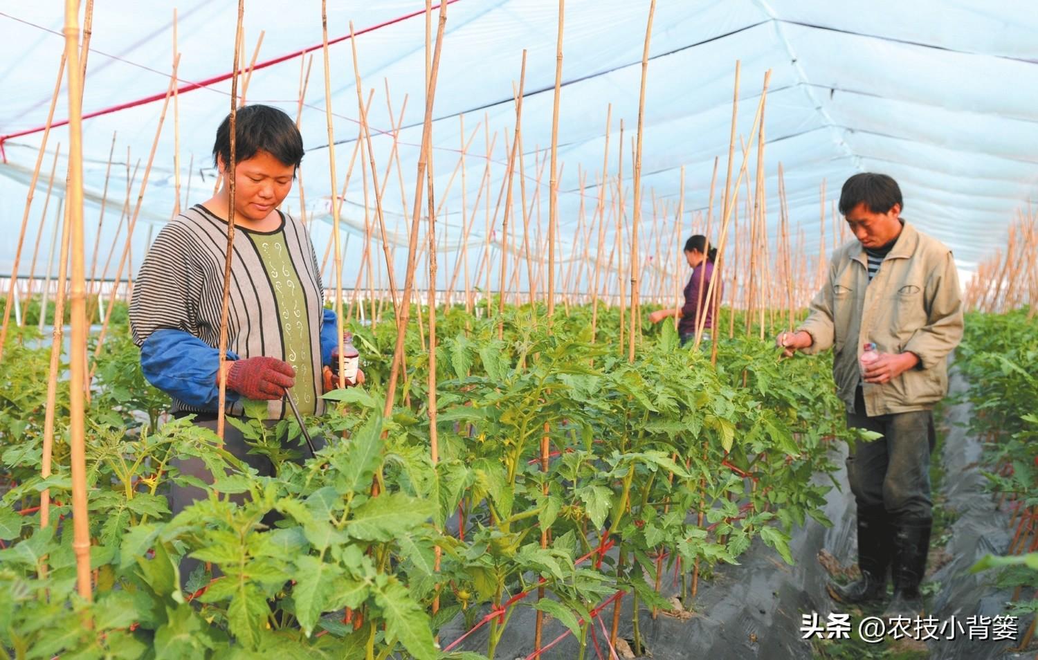 大棚蔬菜的种植与管理，大棚蔬菜冬季如何控温？