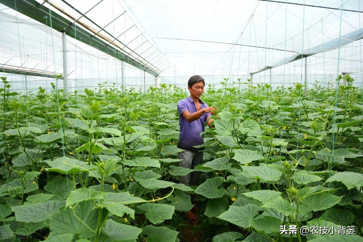 大棚蔬菜的种植与管理，大棚蔬菜冬季如何控温？